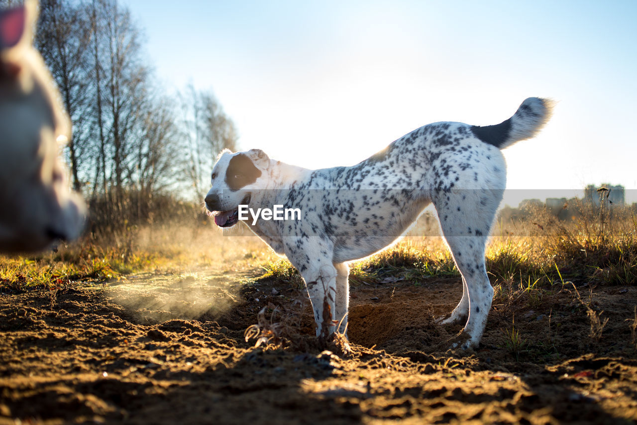 DOG STANDING ON FIELD