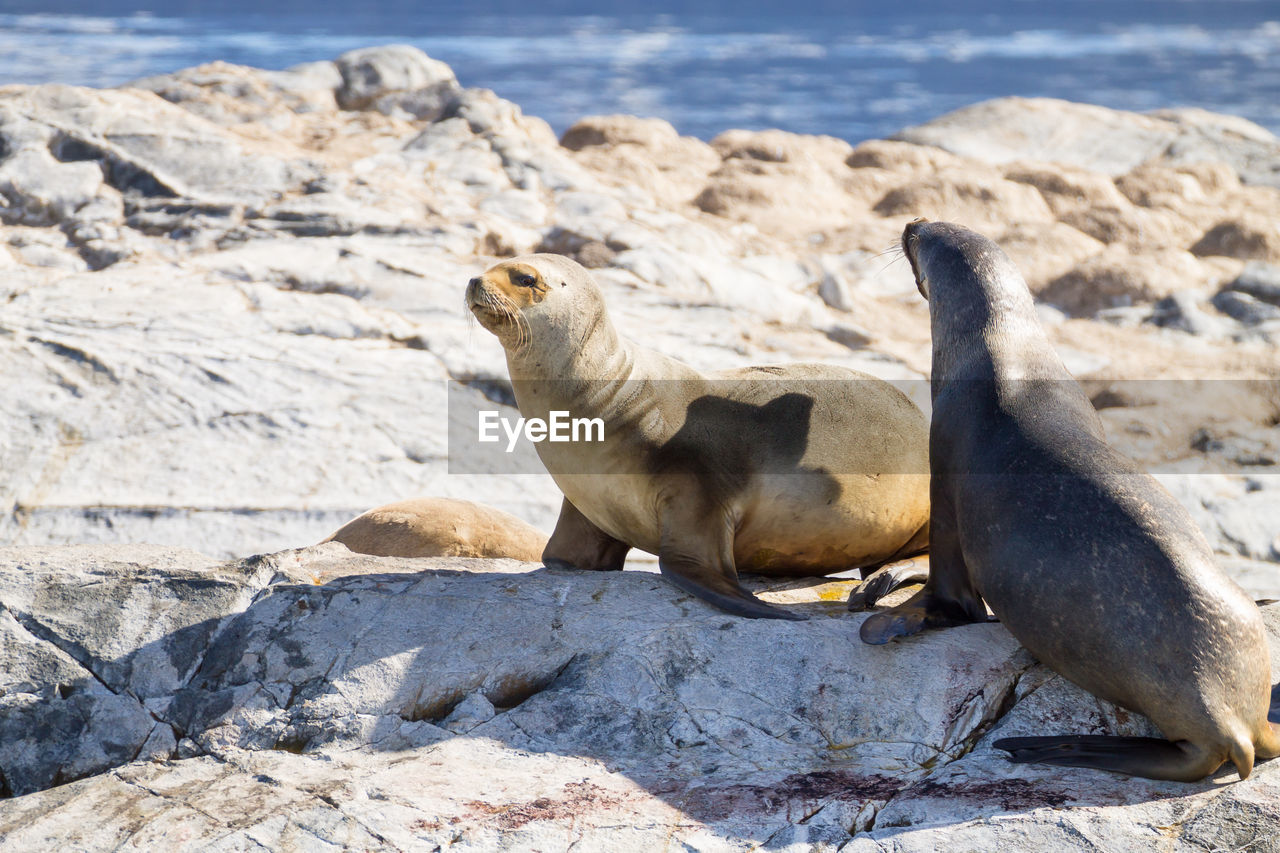 VIEW OF TWO ANIMALS ON BEACH