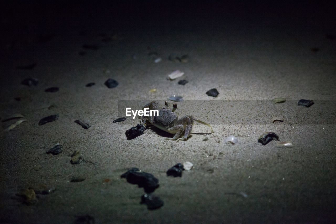 CLOSE-UP OF INSECTS ON SAND