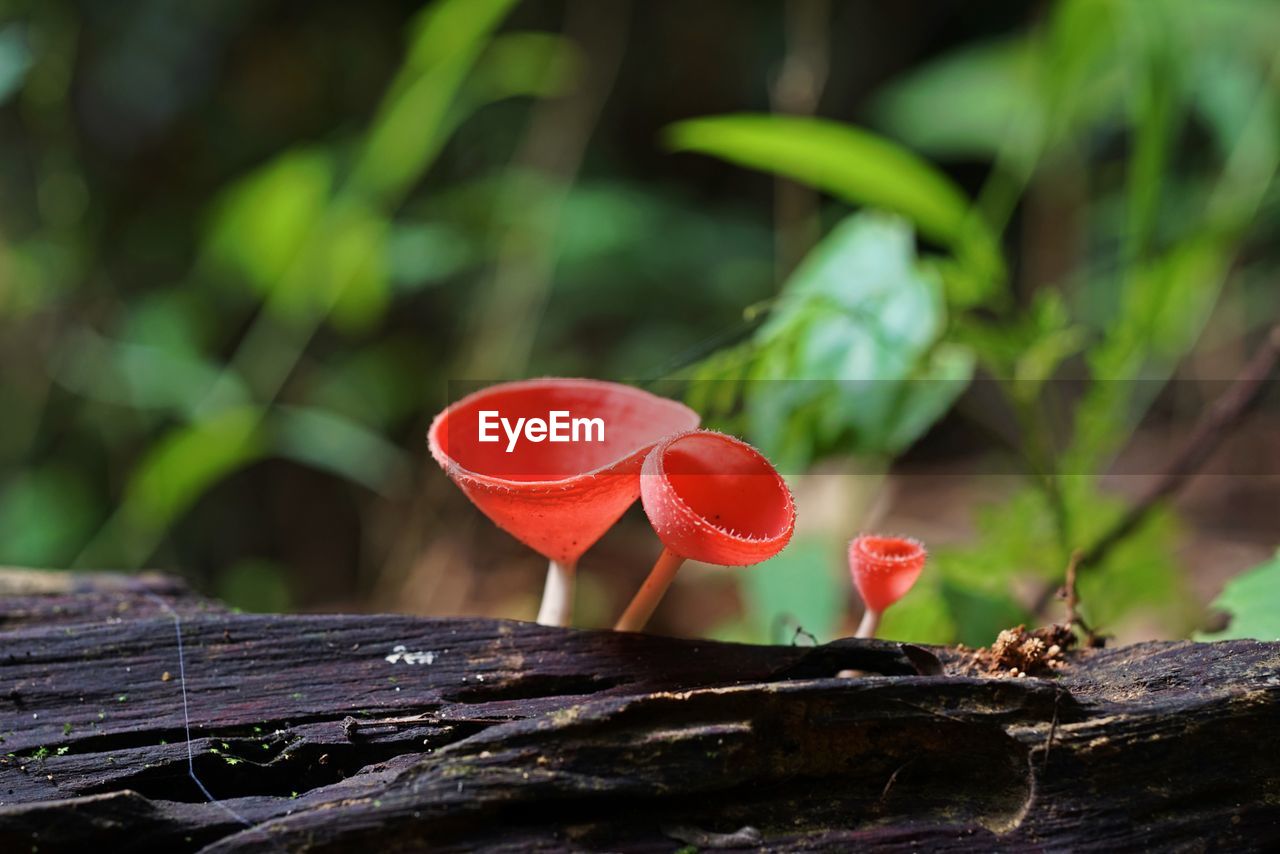 Pink burn cup mushroom, tropical rain forest