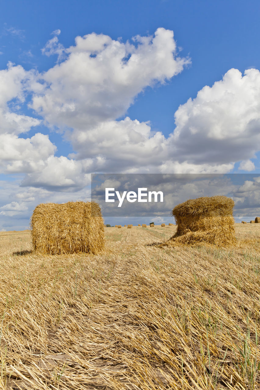 Harvest landscape with straw bales amongst fields in autumn, belarus