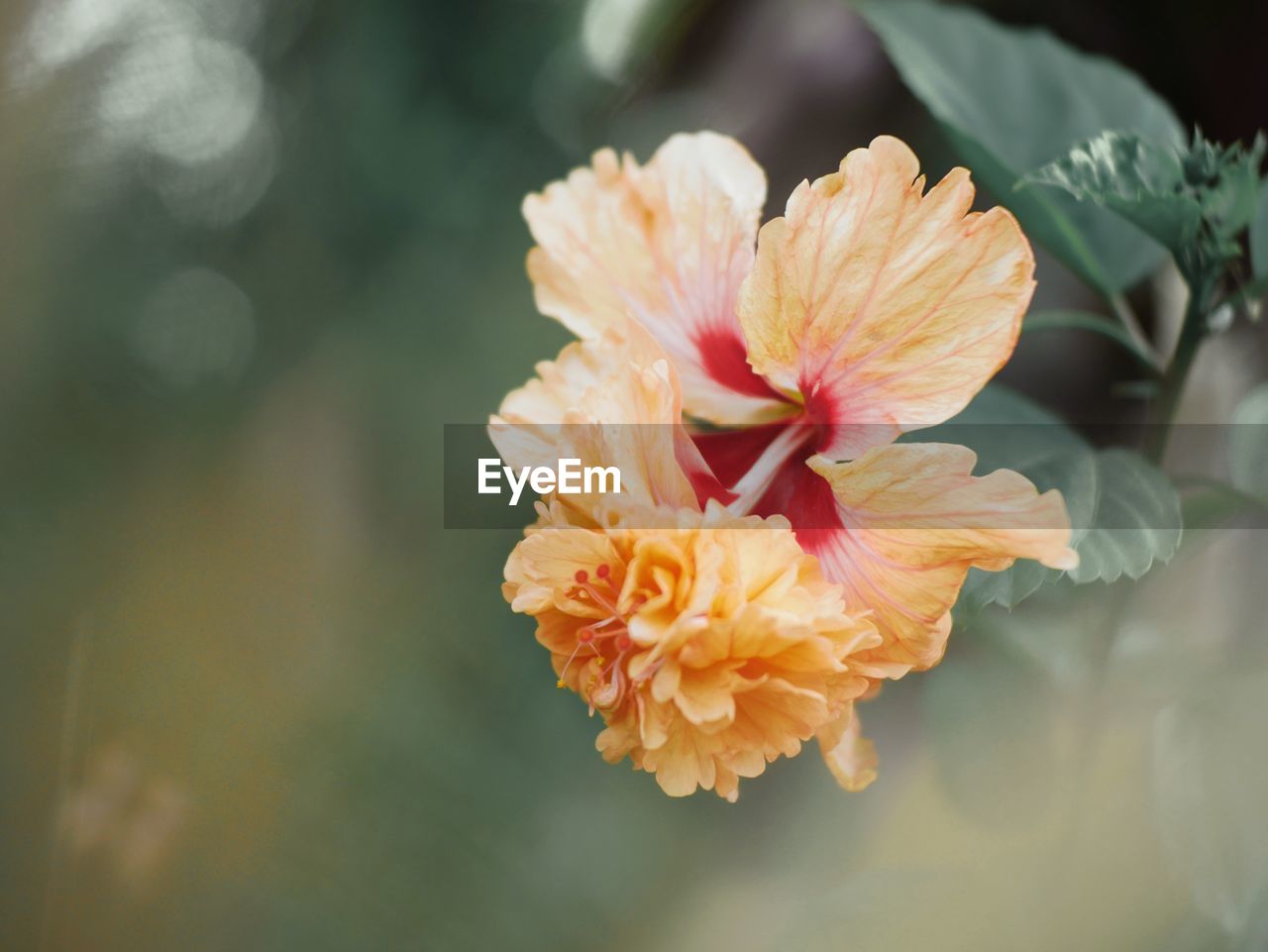 CLOSE-UP OF ORANGE FLOWER AGAINST BLURRED BACKGROUND