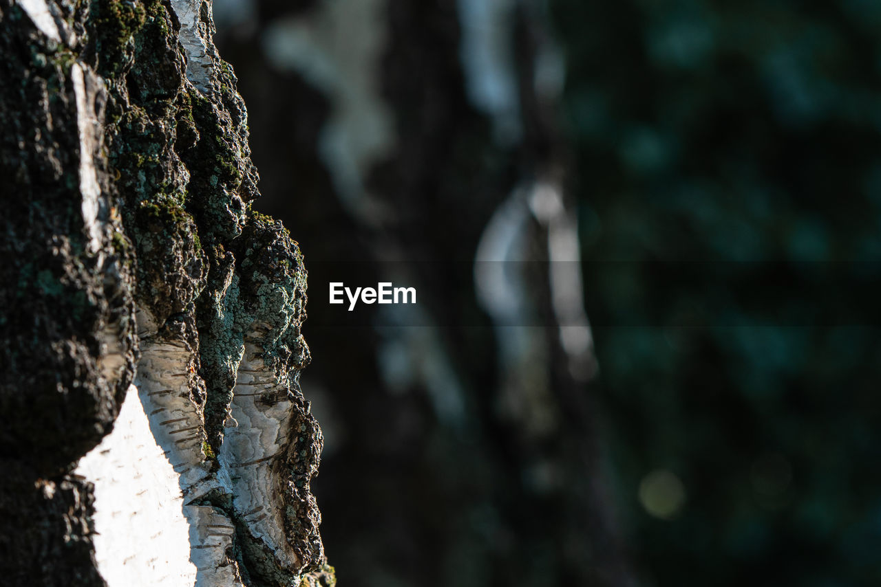 CLOSE-UP OF A TREE TRUNK