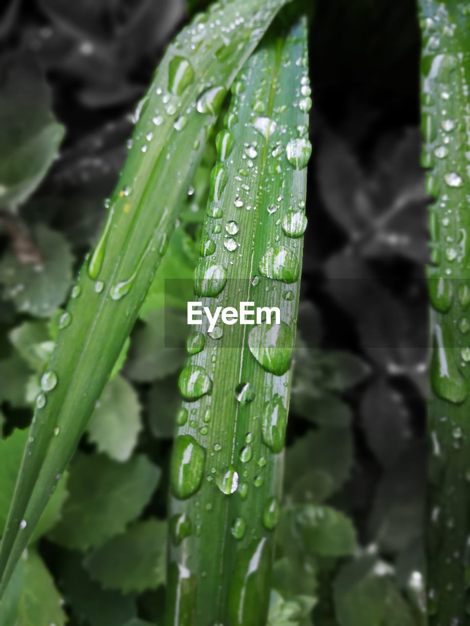 CLOSE-UP OF WET LEAF