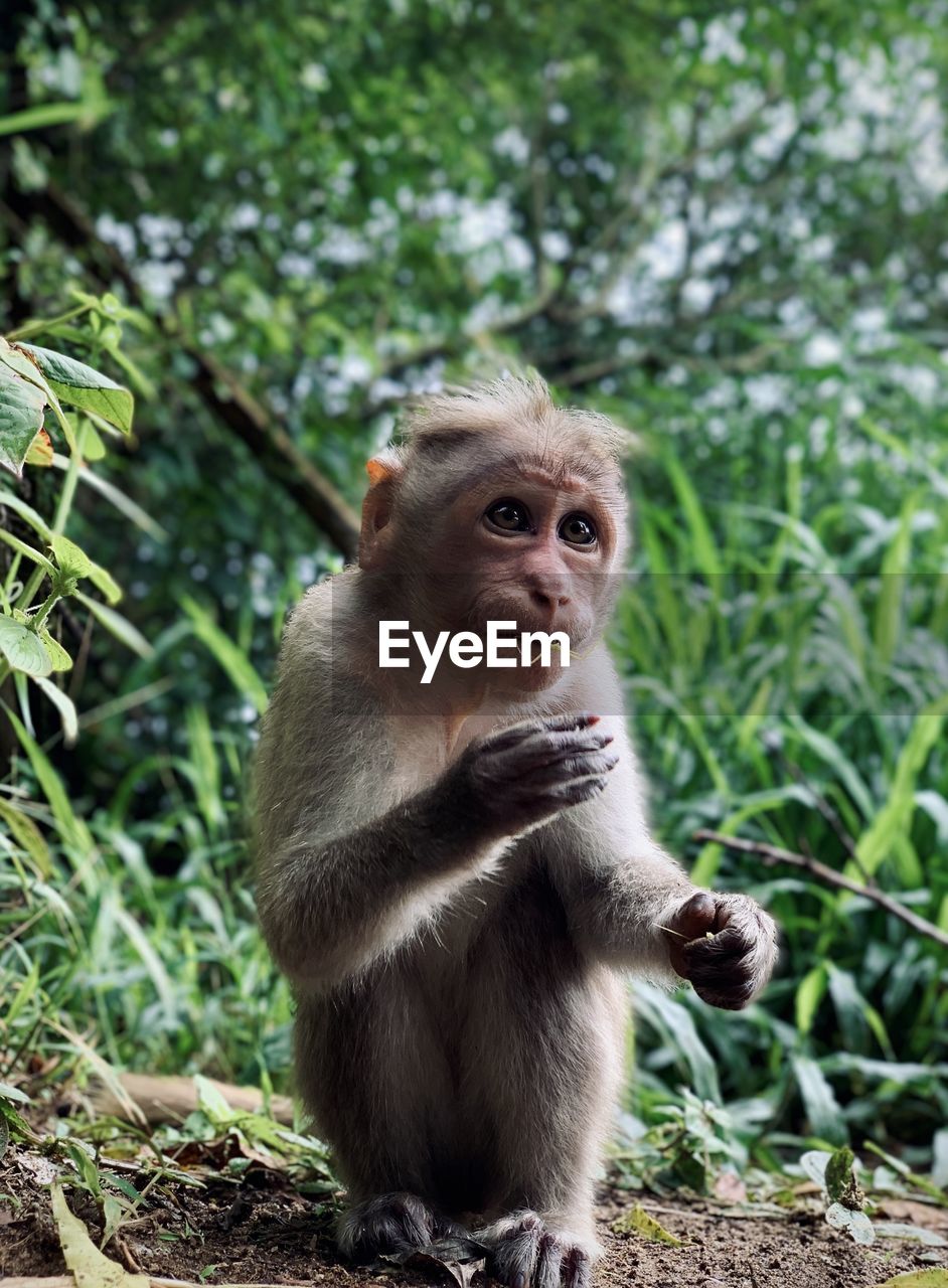 portrait of monkey sitting on field