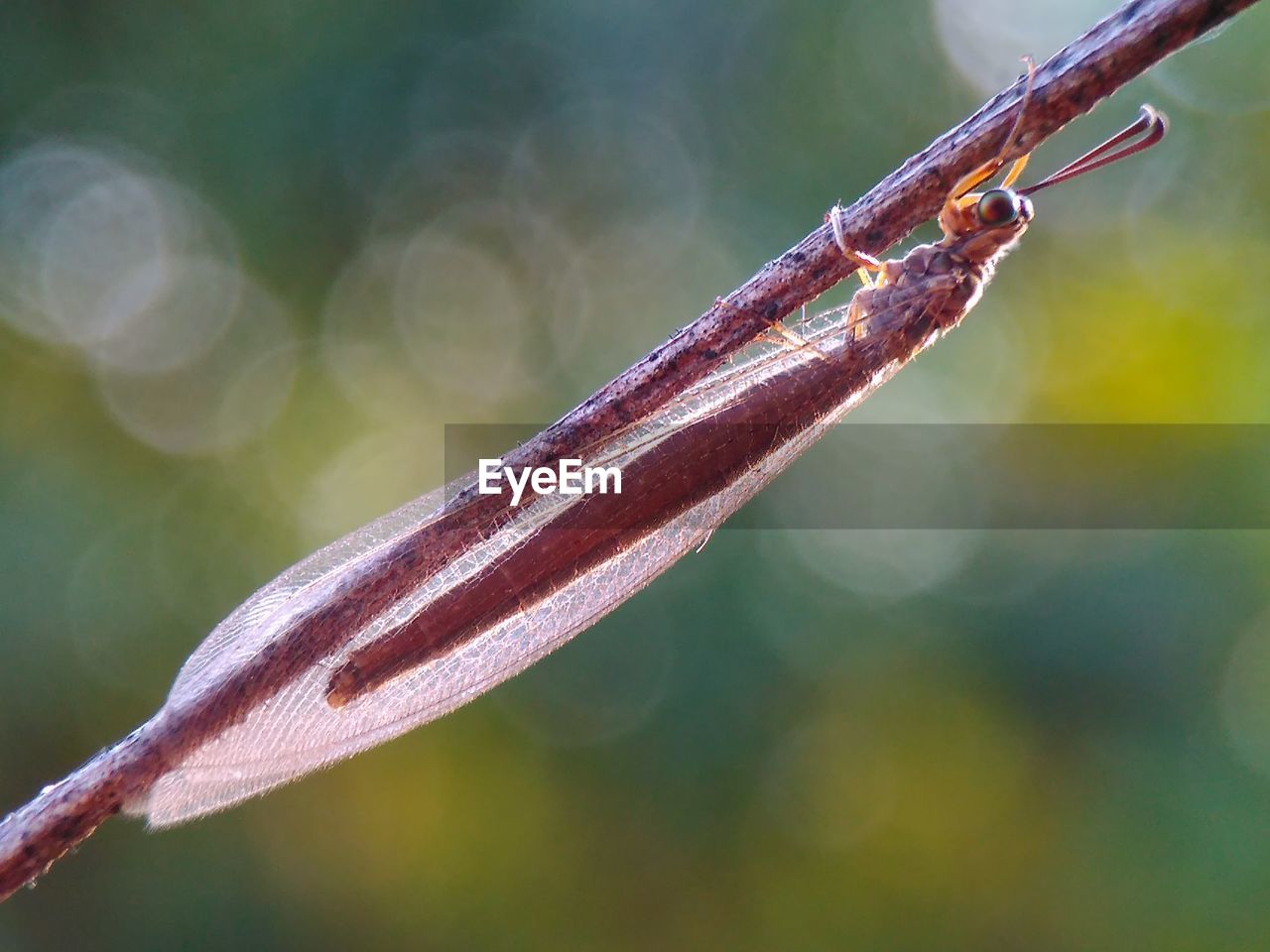 CLOSE-UP OF WATER DROP ON PLANT