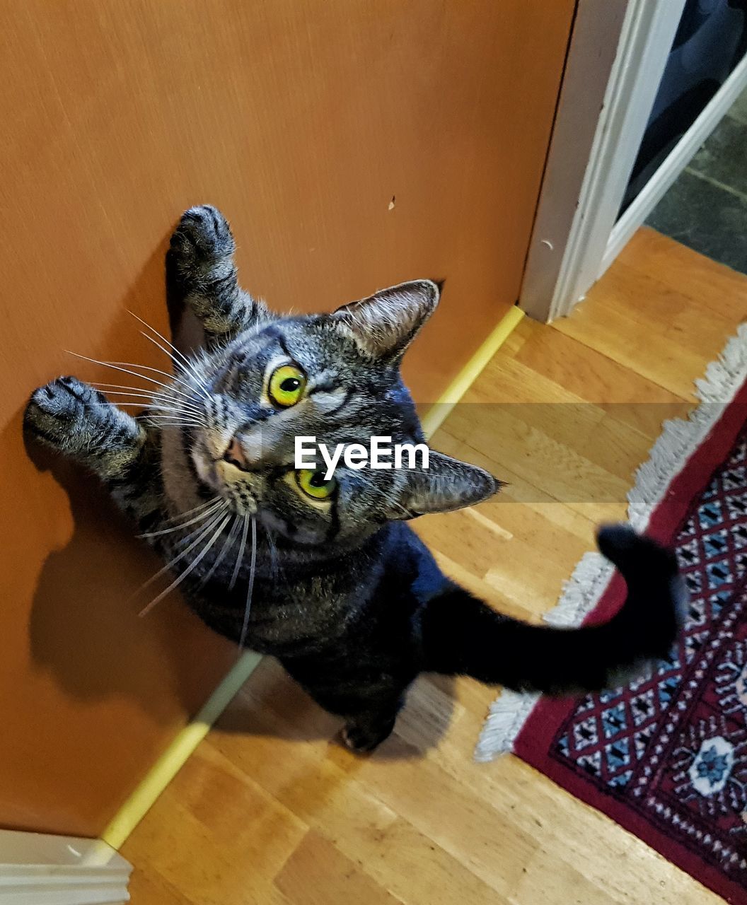 High angle view of cat on hardwood floor