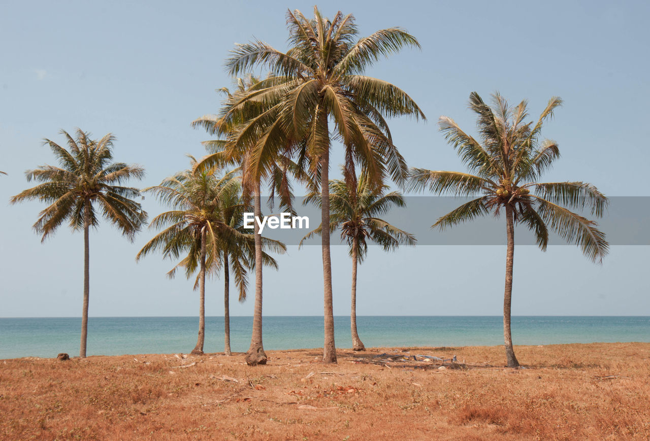 Palms standing at an empty and sunny beach in vietnam