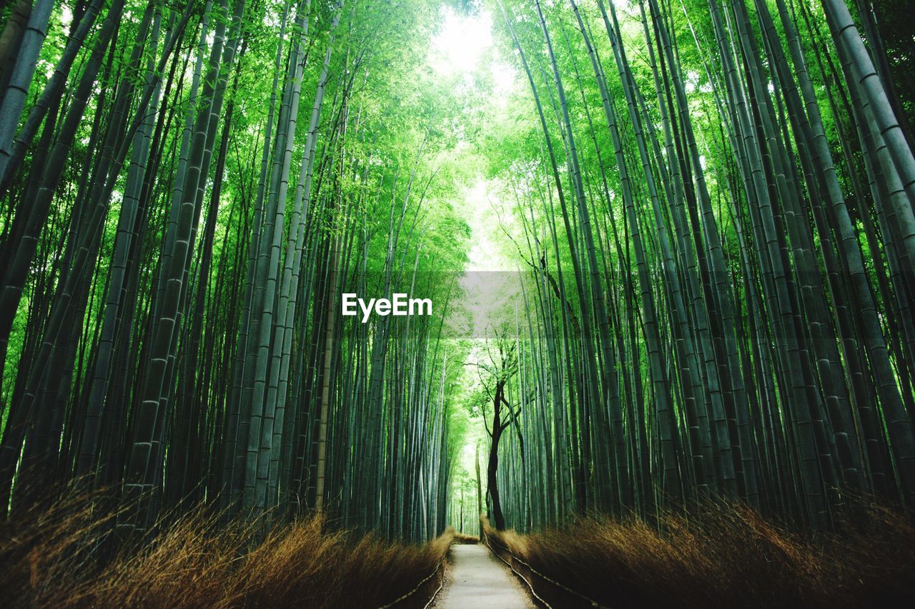 Boardwalk amidst bamboo trees at forest