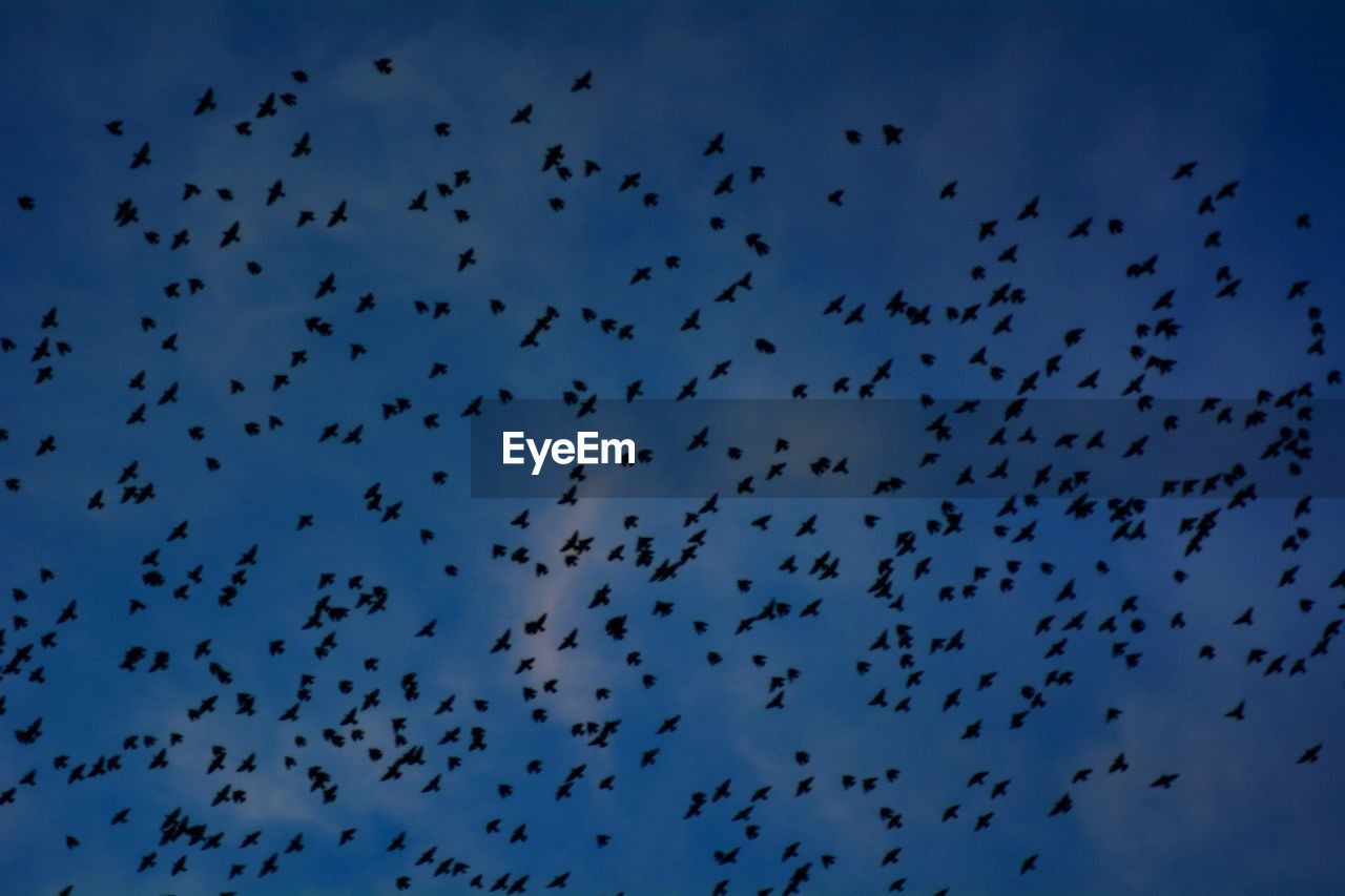 LOW ANGLE VIEW OF BIRDS FLYING AGAINST SKY