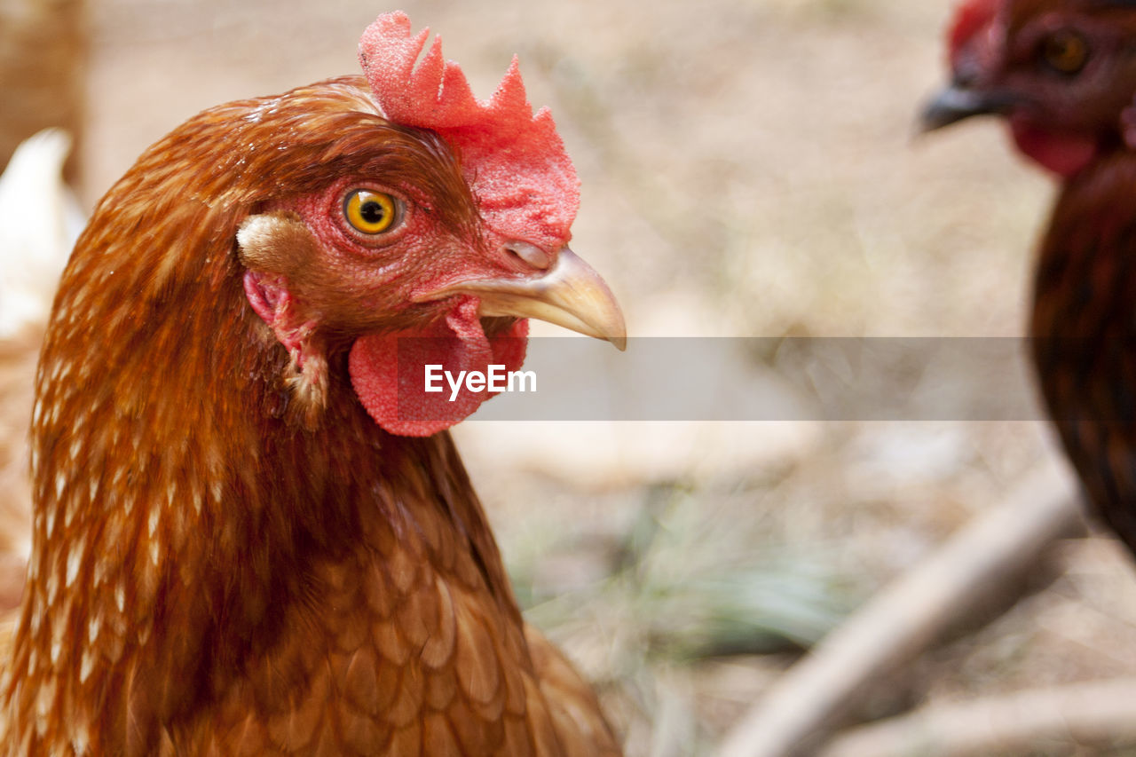 Close-up of rooster