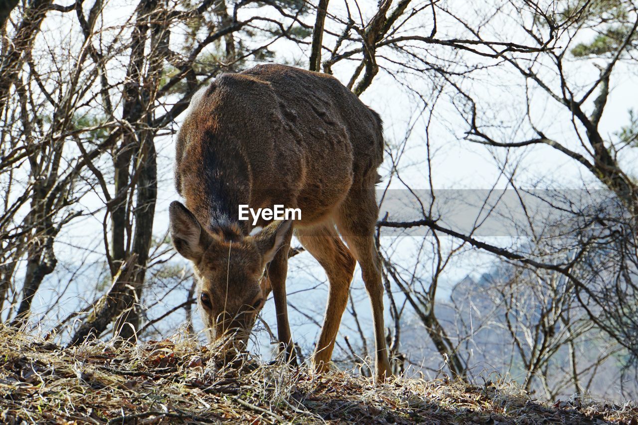 Deer in forest