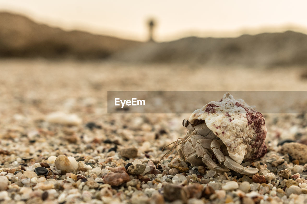 CLOSE-UP OF CRAB ON SAND