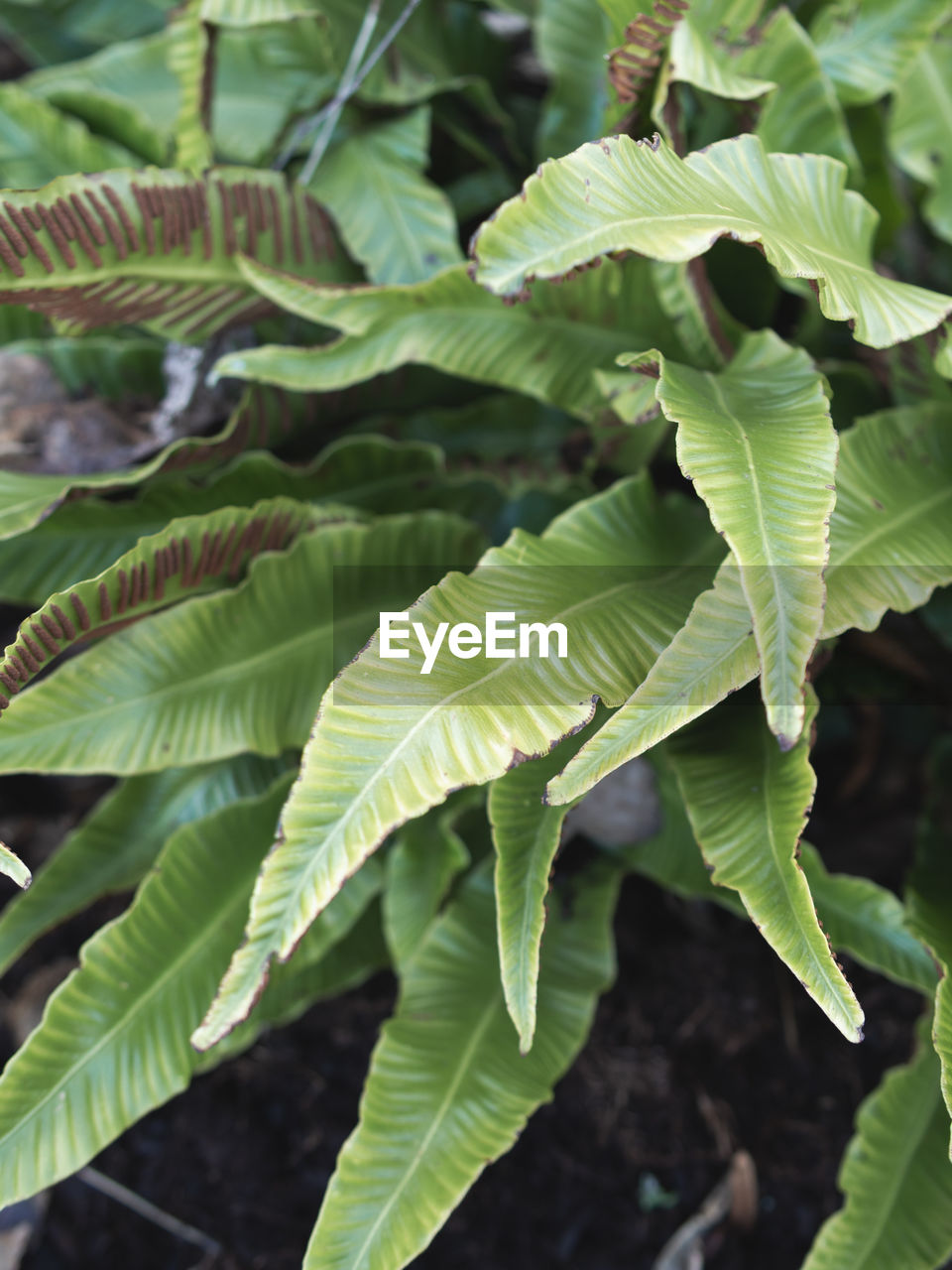 leaf, plant part, plant, green, growth, tree, nature, flower, no people, close-up, food and drink, food, beauty in nature, leaf vein, freshness, agriculture, outdoors, land, backgrounds, vegetable, day, environment, botany, branch, full frame, healthy eating