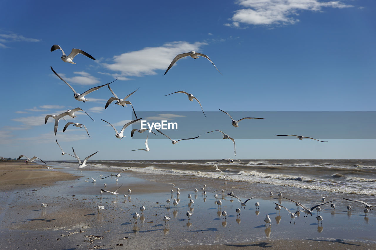Birds flying against sea at beach