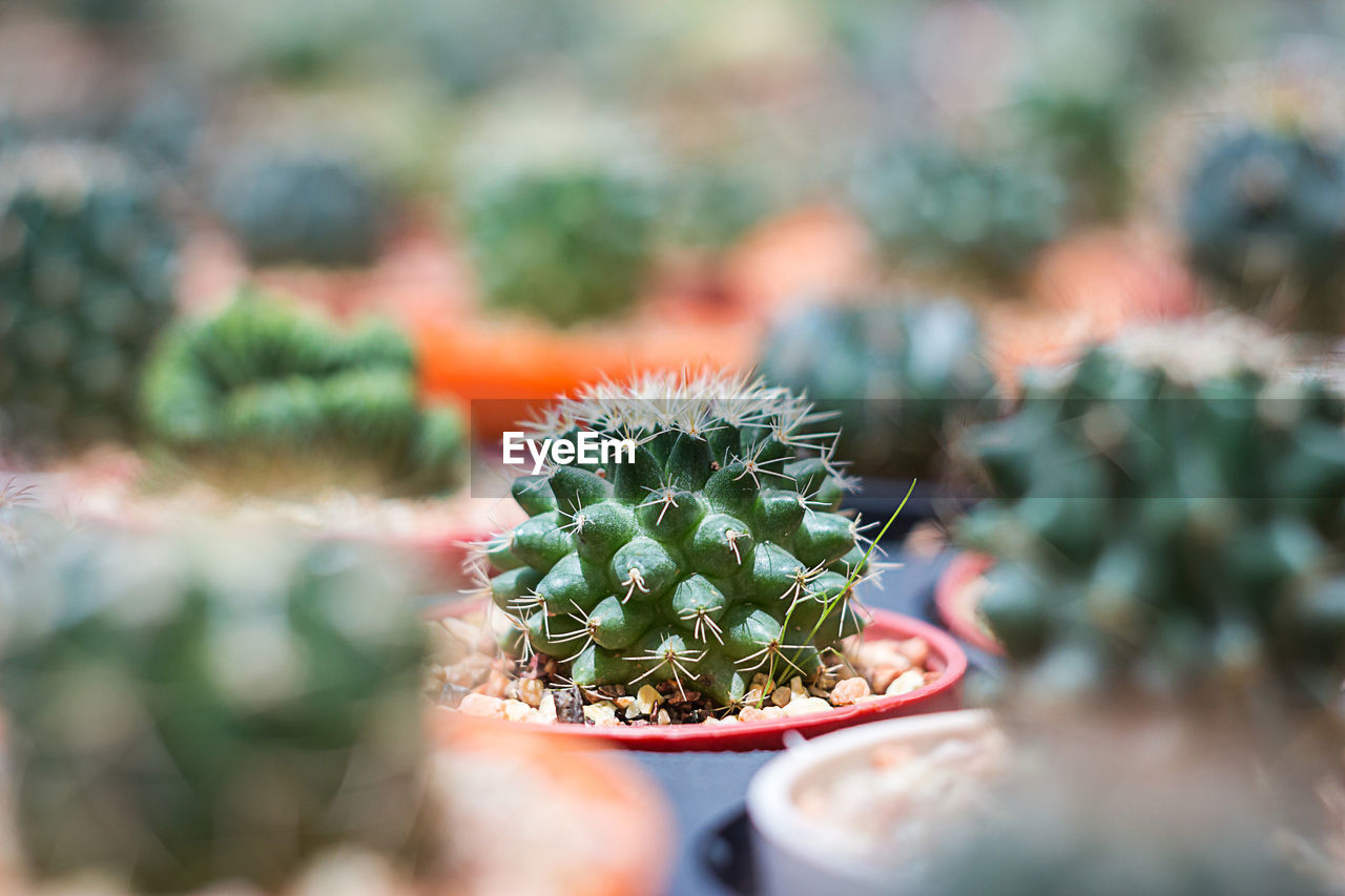 CLOSE-UP OF CACTUS GROWING ON TREE TRUNK