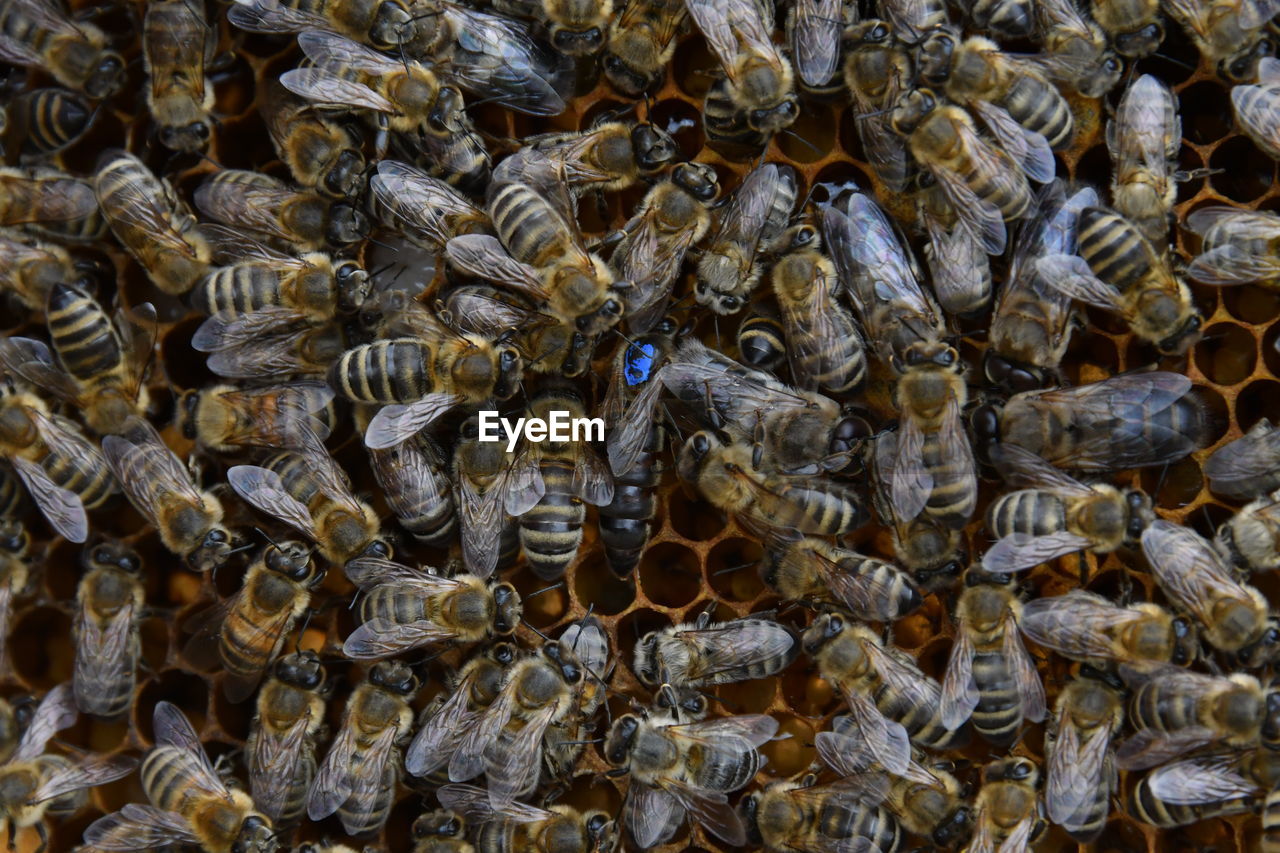 FULL FRAME SHOT OF BEE ON FLOOR