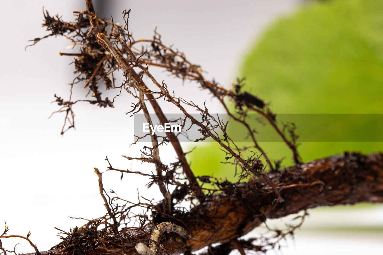 branch, tree, plant, nature, twig, leaf, no people, flower, animal wildlife, outdoors, animal themes, animal, close-up, environment, beauty in nature, macro photography, plant part, focus on foreground, day, food, forest, sky, wildlife, selective focus, tree trunk