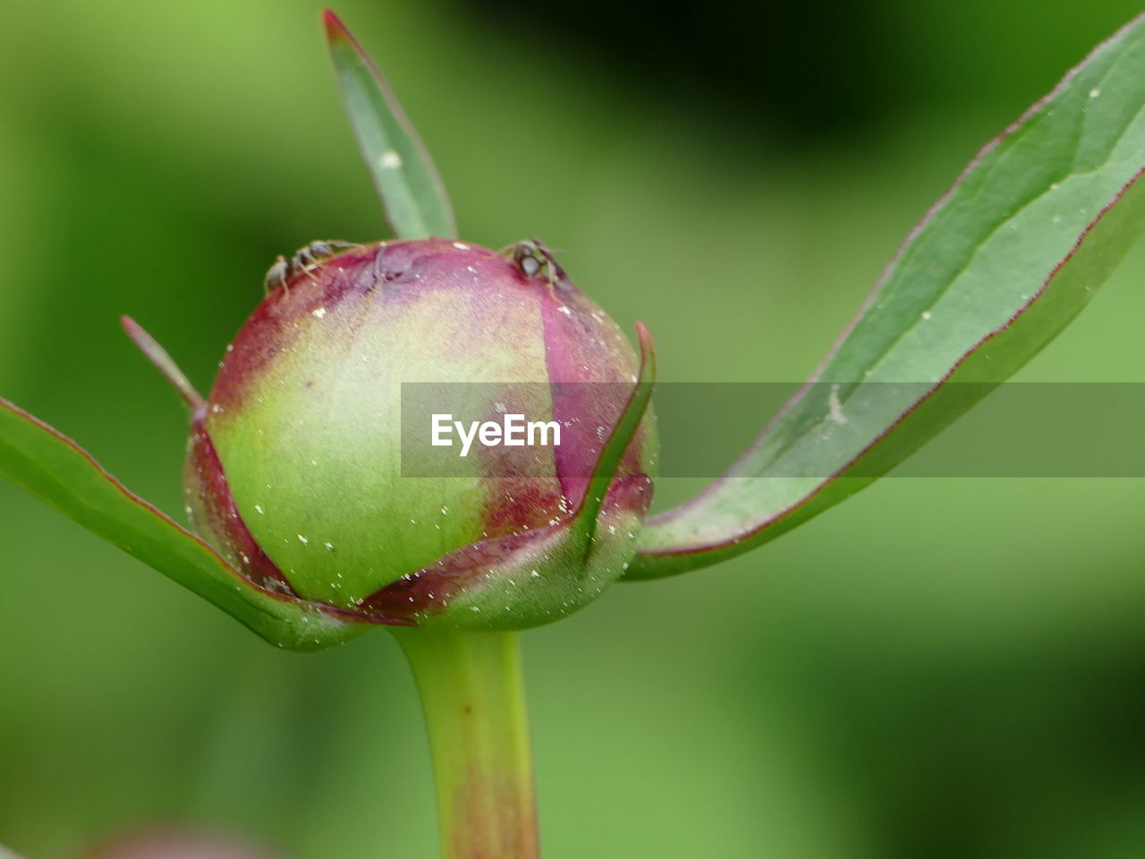 CLOSE-UP OF WATER DROPS ON FLOWER