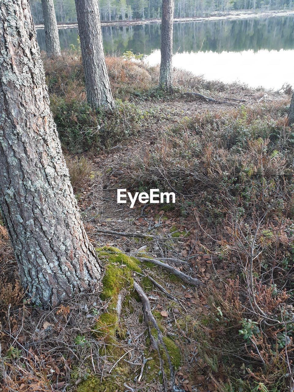 PLANTS GROWING ON LAND