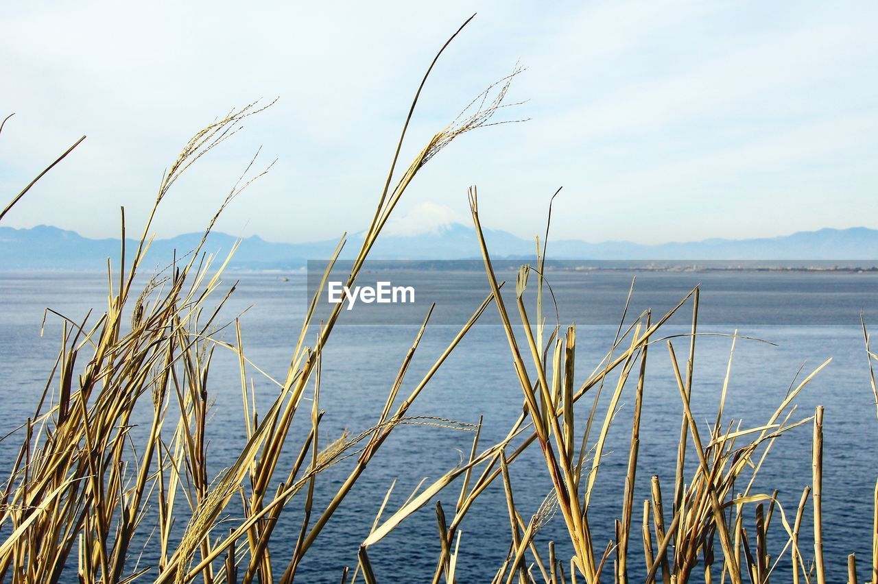 PLANTS GROWING ON SHORE AGAINST SKY