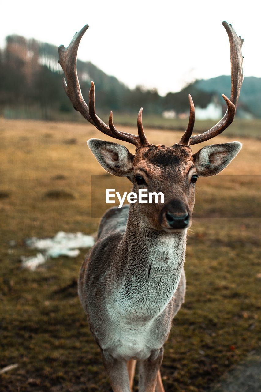 Portrait of deer standing on field