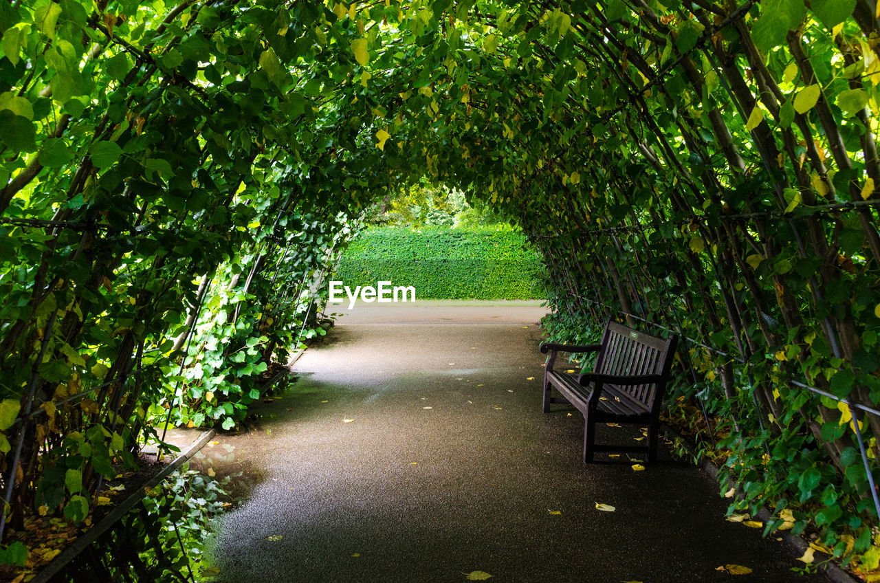 Empty road amidst trees in park