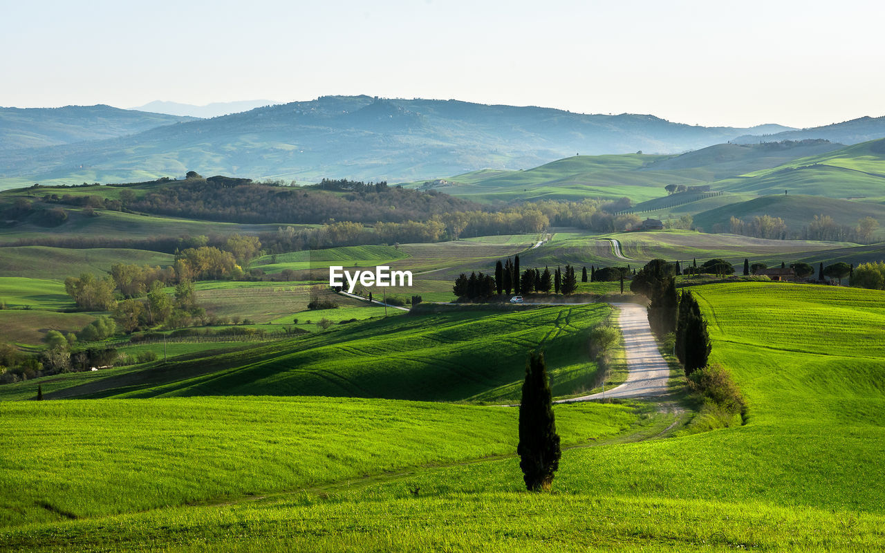 Scenic view of agricultural field against sky