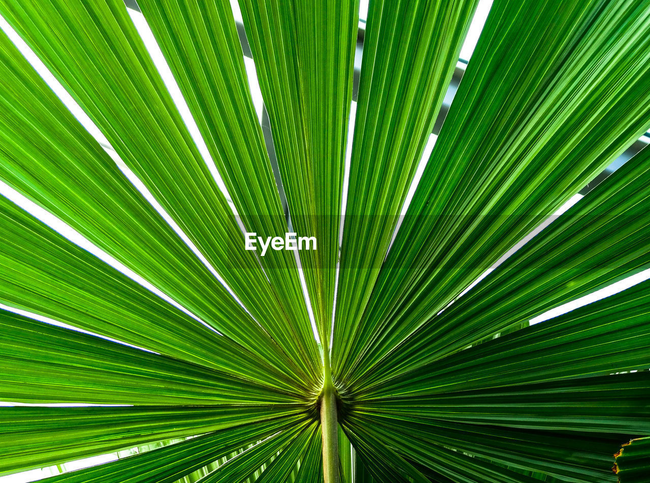 Full frame shot of palm leaf