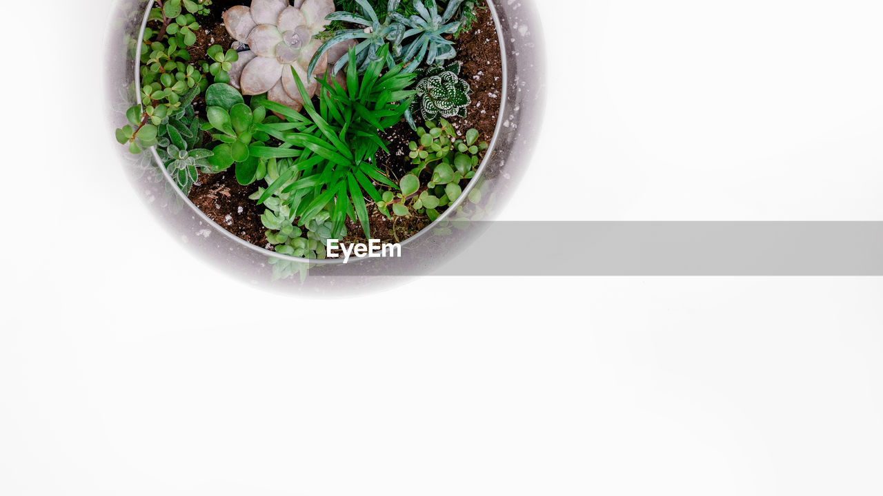 High angle view of potted plant against white background