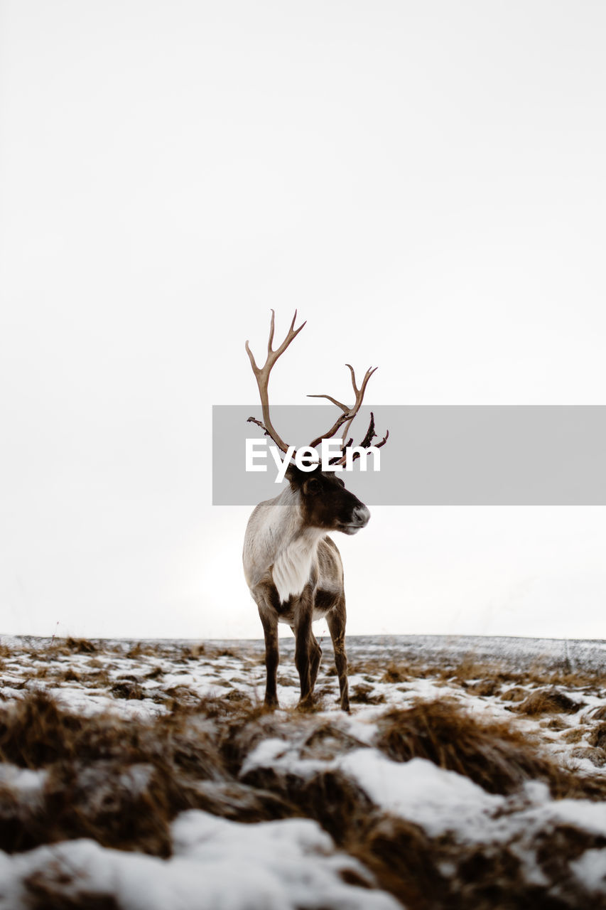 Fluffy deer in a snowy meadow in winter in scottish highlands