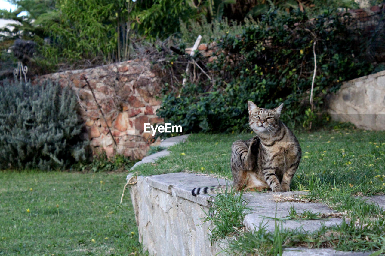 Cat on grass