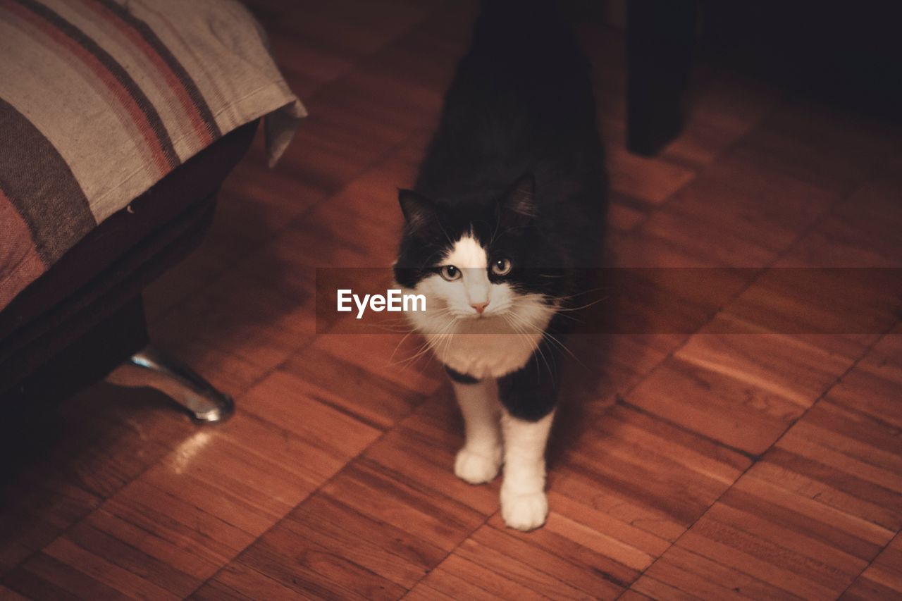 HIGH ANGLE VIEW PORTRAIT OF CAT ON FLOOR