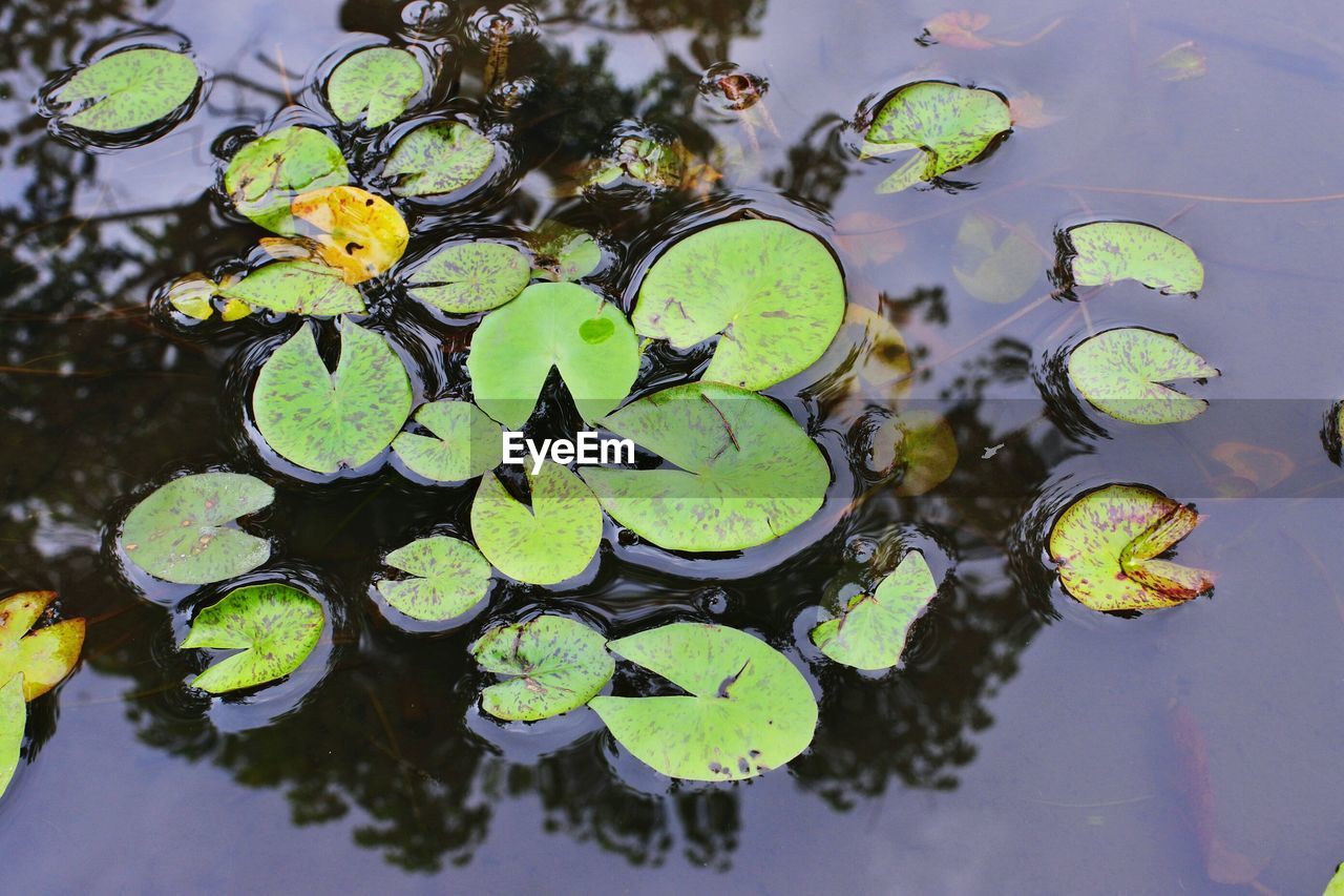 HIGH ANGLE VIEW OF LOTUS LEAVES FLOATING IN POND