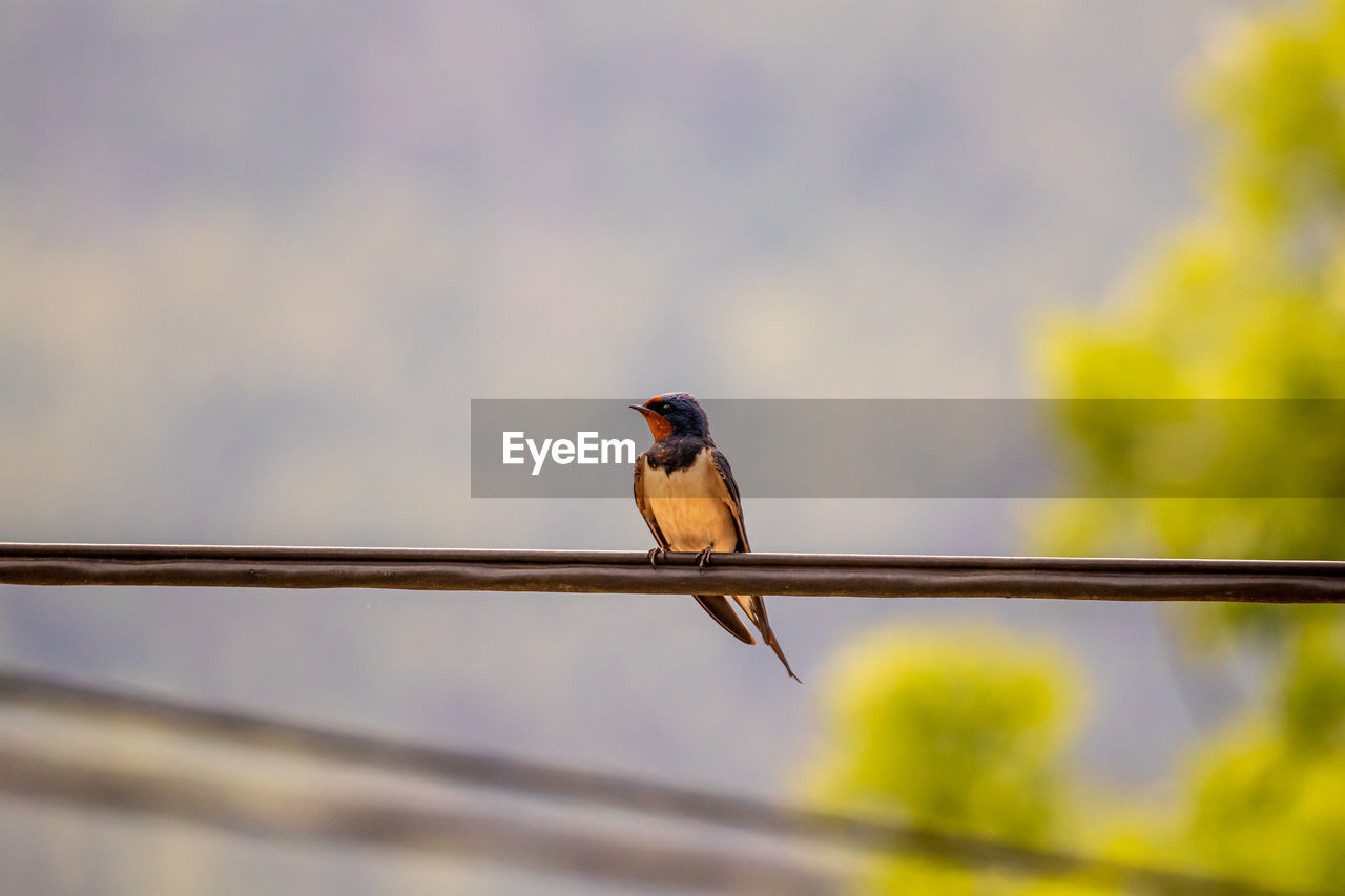 LOW ANGLE VIEW OF BIRD PERCHING ON A RAILING