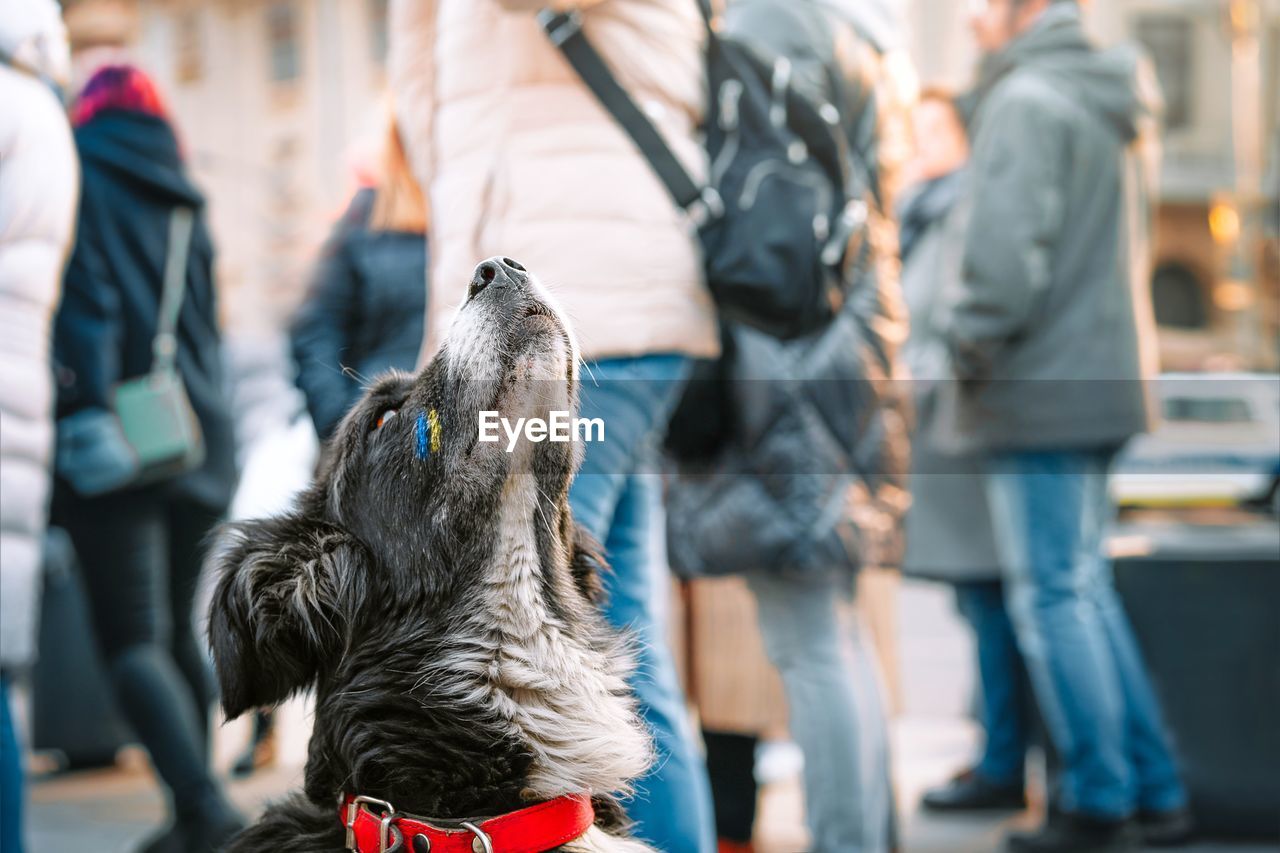 Dog with ukraine flag painted on face looking up at anti-war protest