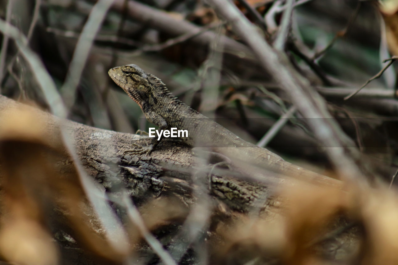 CLOSE-UP OF LIZARD ON A LAND