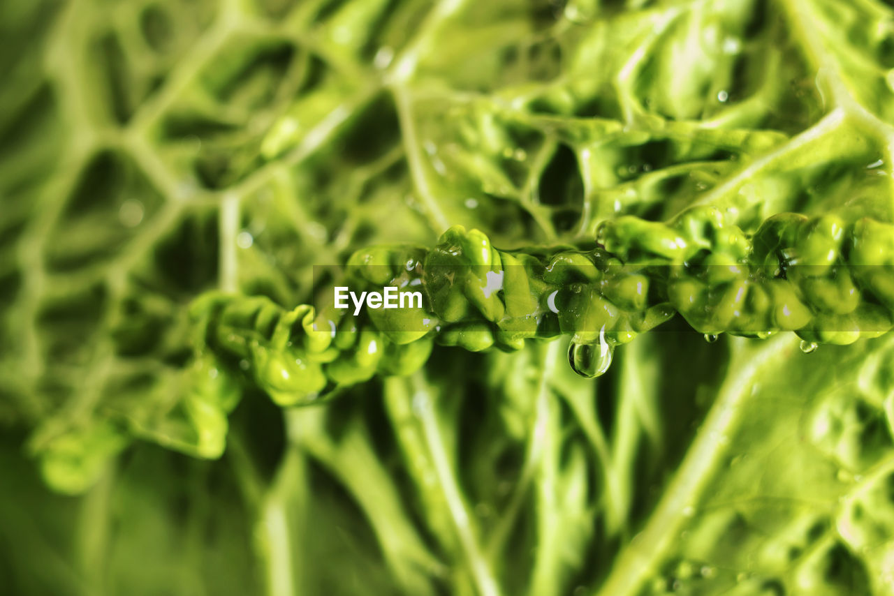 Detail of green savoy cabbage leaves with water drop, beautiful curled edge , abstract effect 
