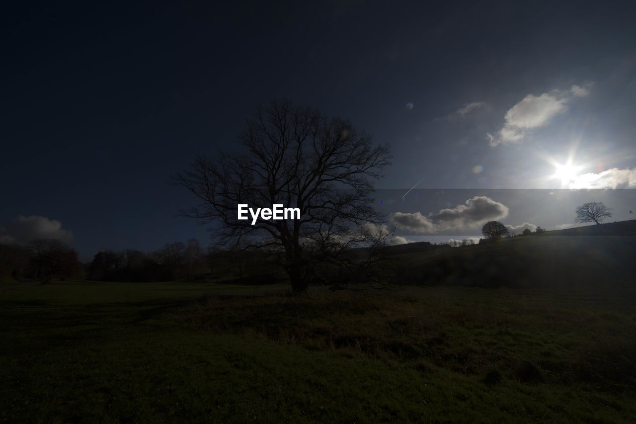 BARE TREES ON FIELD AGAINST SKY