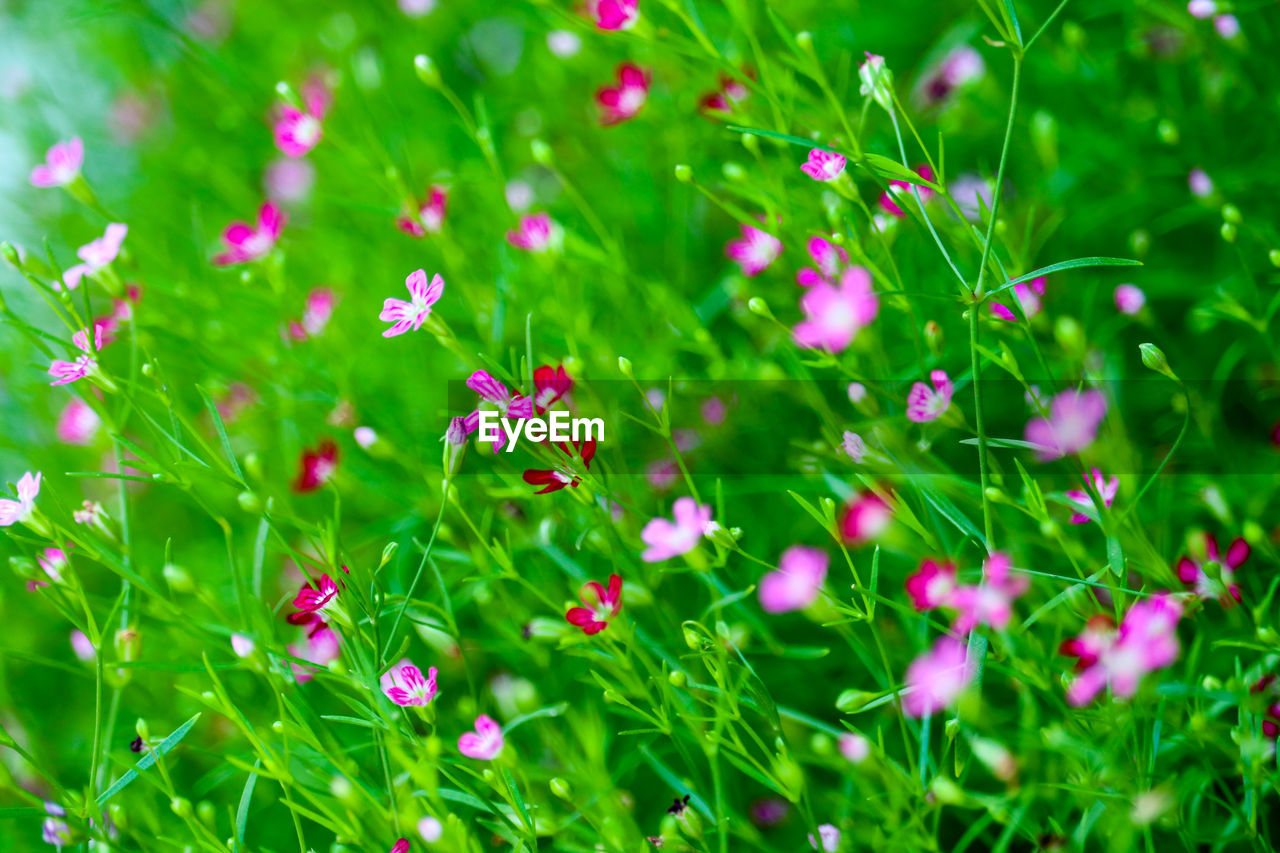 Close-up of pink flowering plants on field