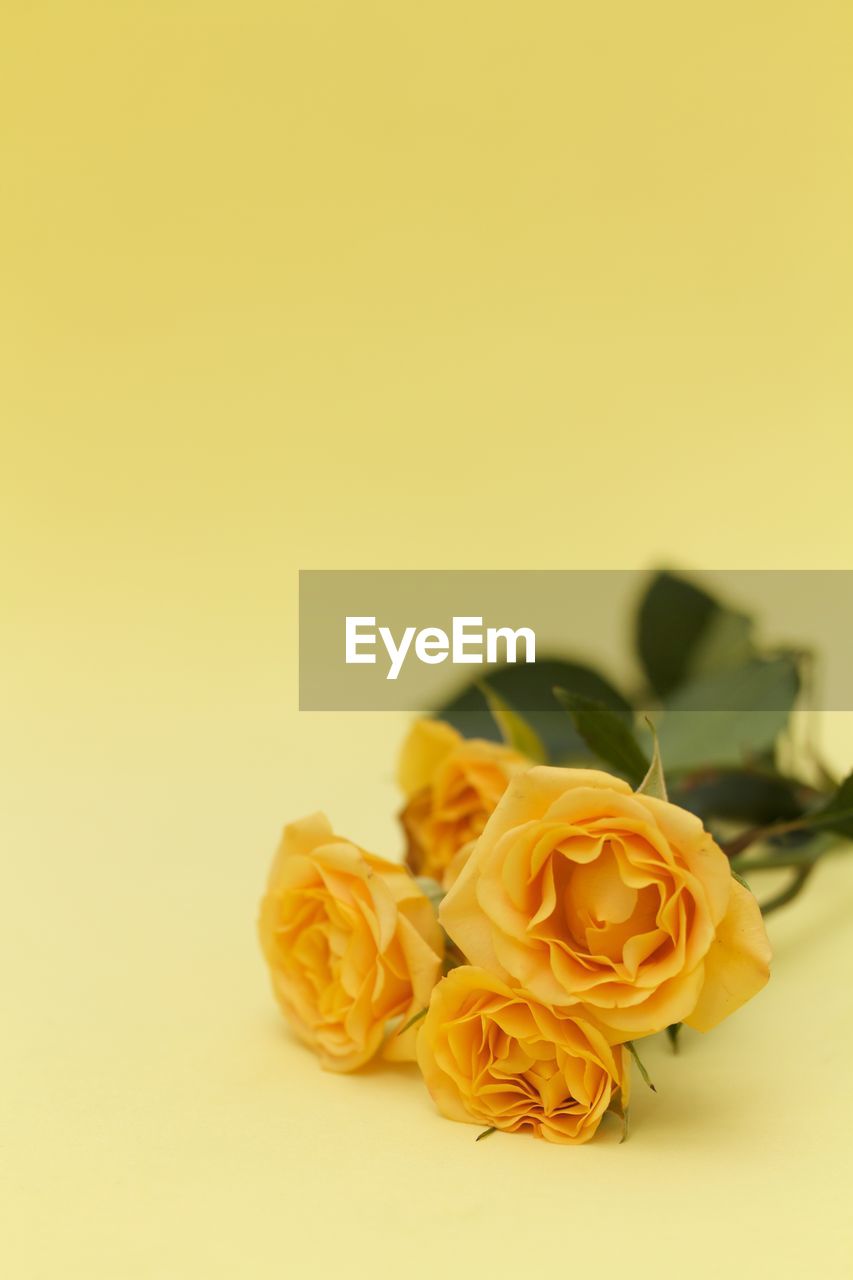 CLOSE-UP OF YELLOW ROSE AGAINST WHITE BACKGROUND