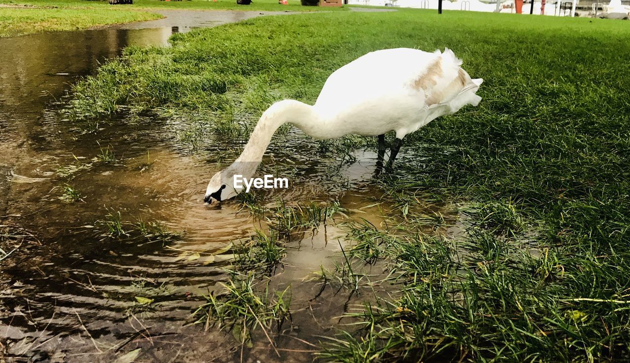 WHITE SWAN IN LAKE
