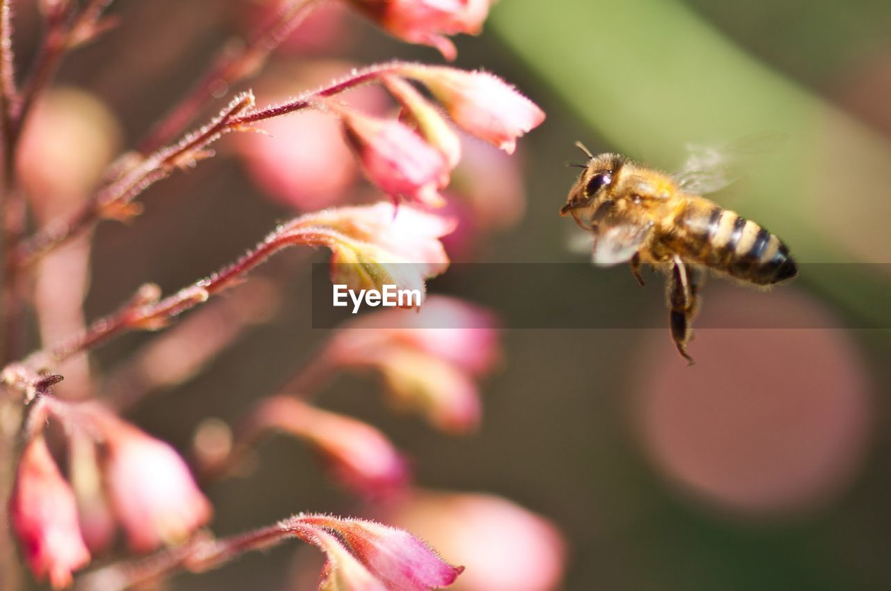 Bee flying over pink flowers in park