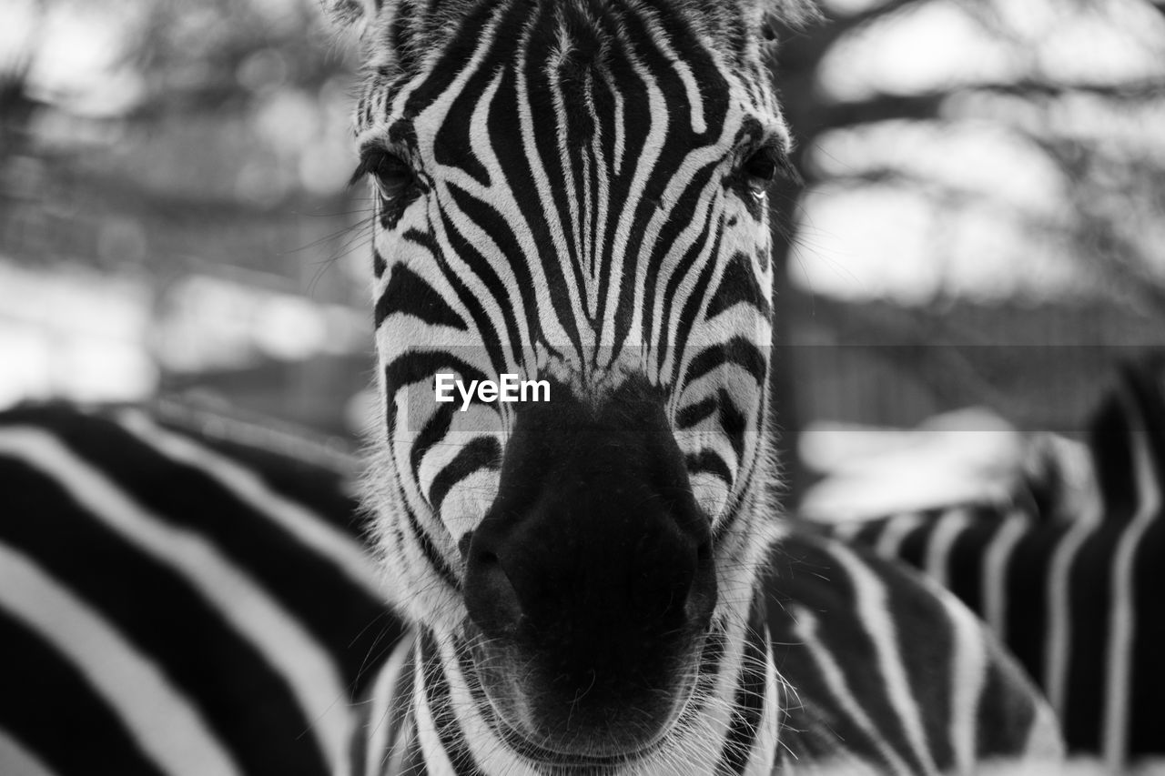 CLOSE-UP PORTRAIT OF ZEBRAS