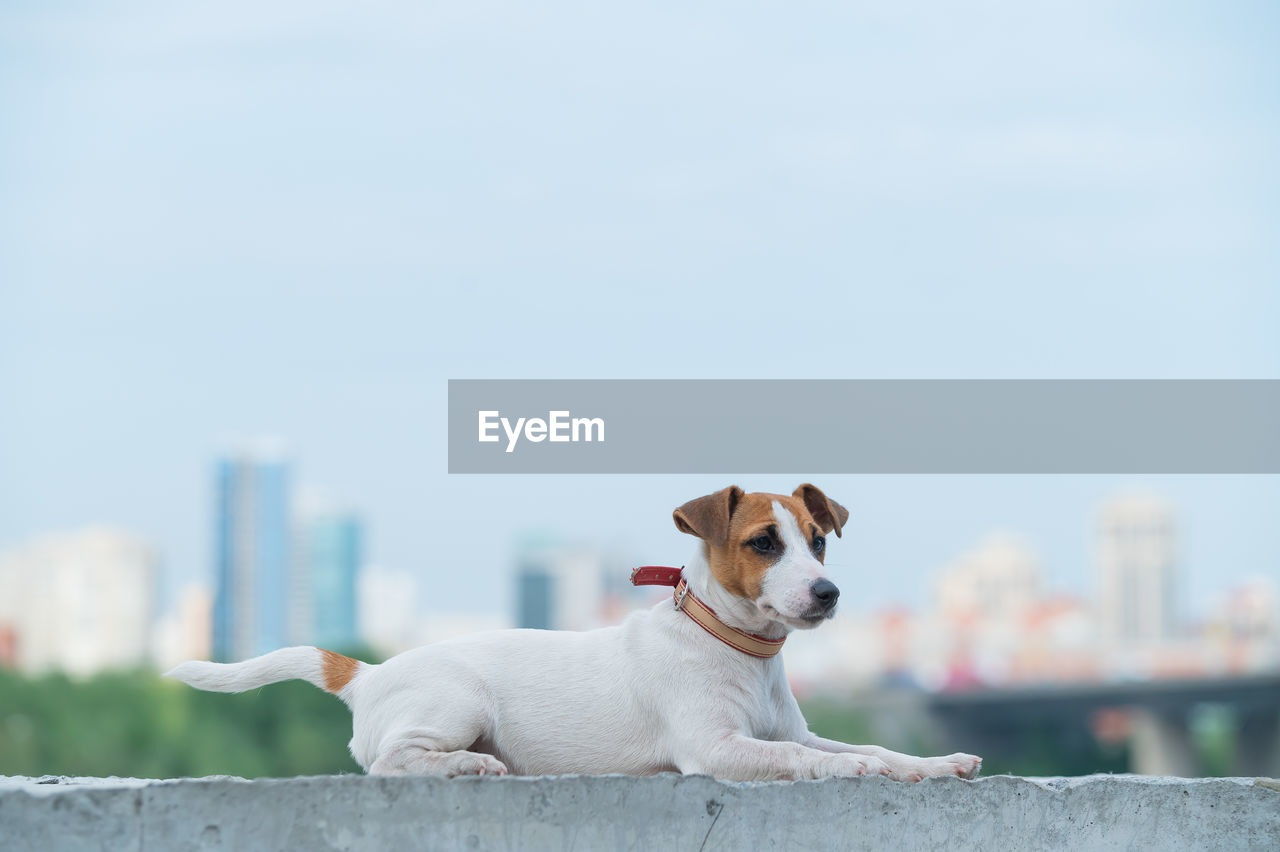 PORTRAIT OF A DOG LOOKING AWAY