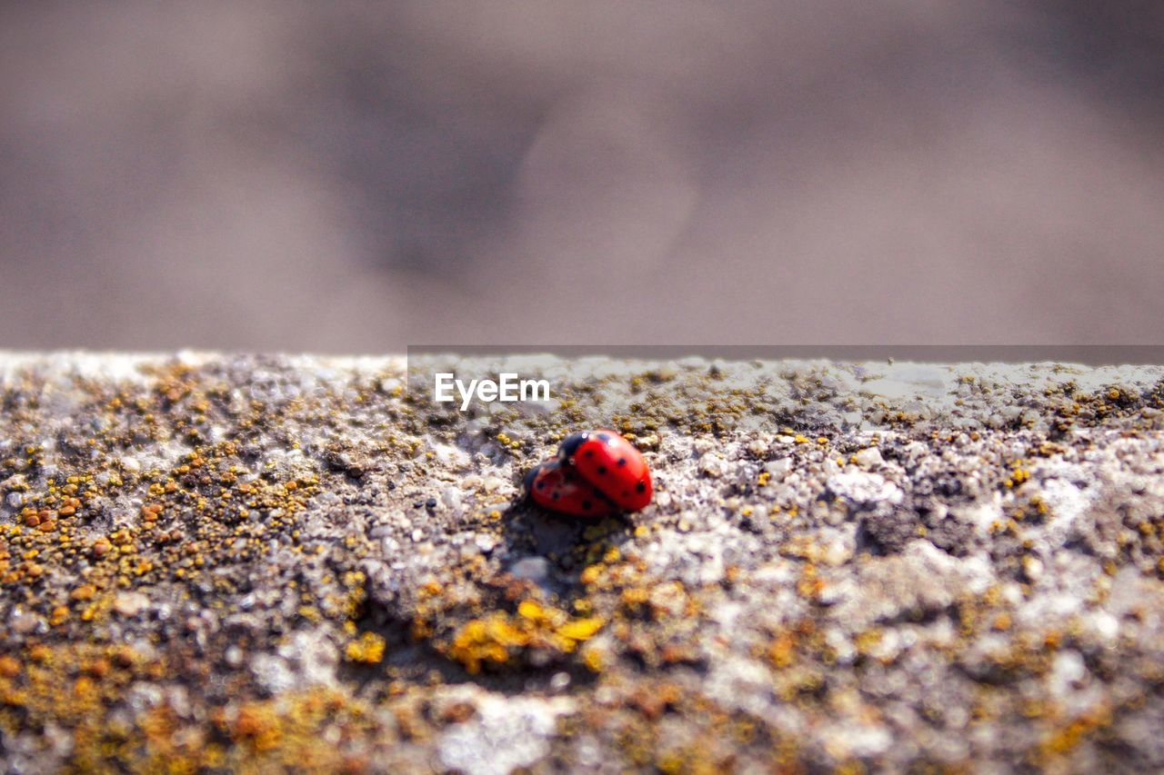 CLOSE-UP OF LADYBUG ON GROUND