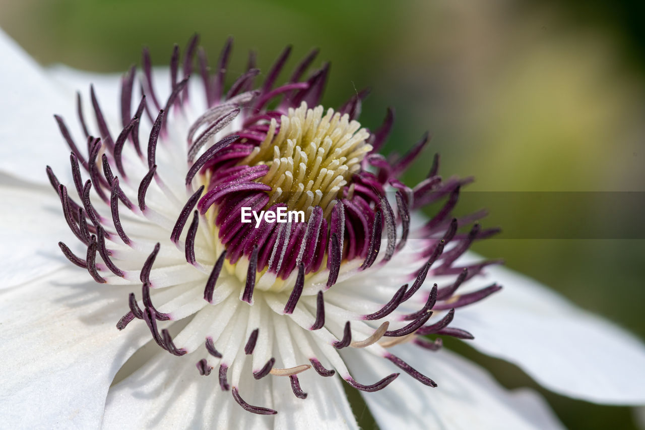 Close up of a flowering clematis flower in bloom