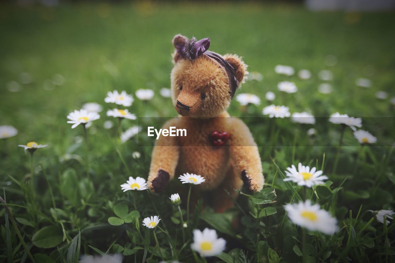 Teddy bear on daisy field