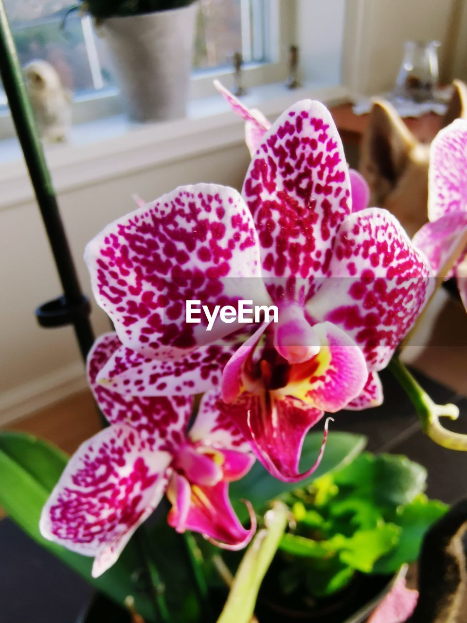 CLOSE-UP OF PINK ORCHID FLOWERS