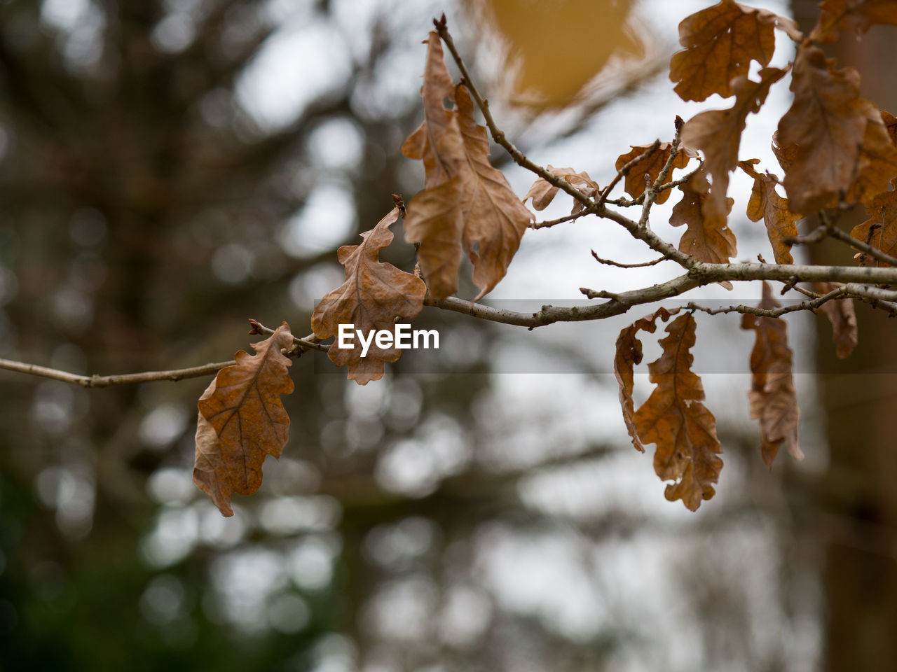 CLOSE-UP OF DRIED LEAVES ON TREE